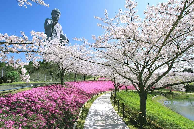 buda-ibaraki